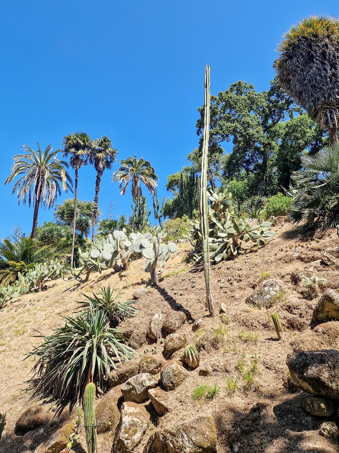 Palácio de Monserrate Sintra Mexican garden