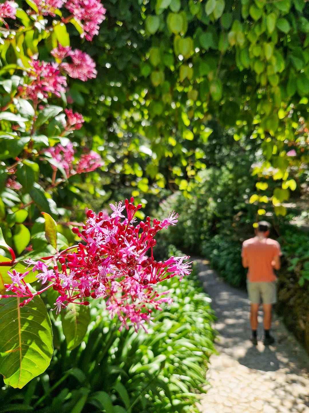 Parque de Monserrate Sintra flowers