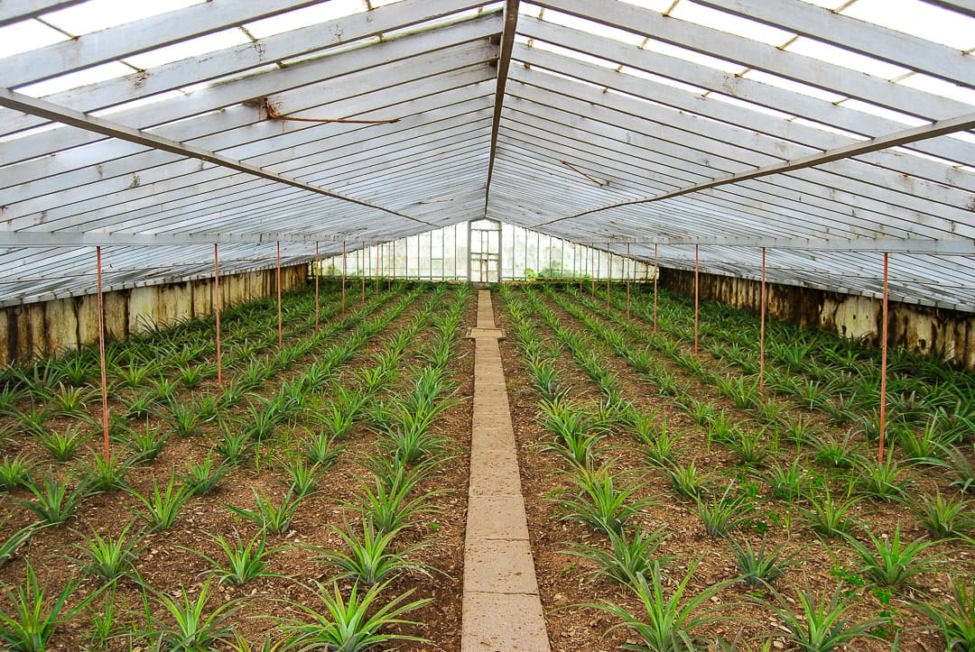 A. Arruda pineapple green house