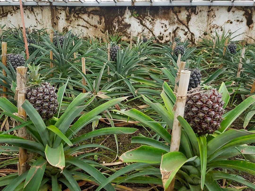 pineapple plantation Sao Miguel Azores