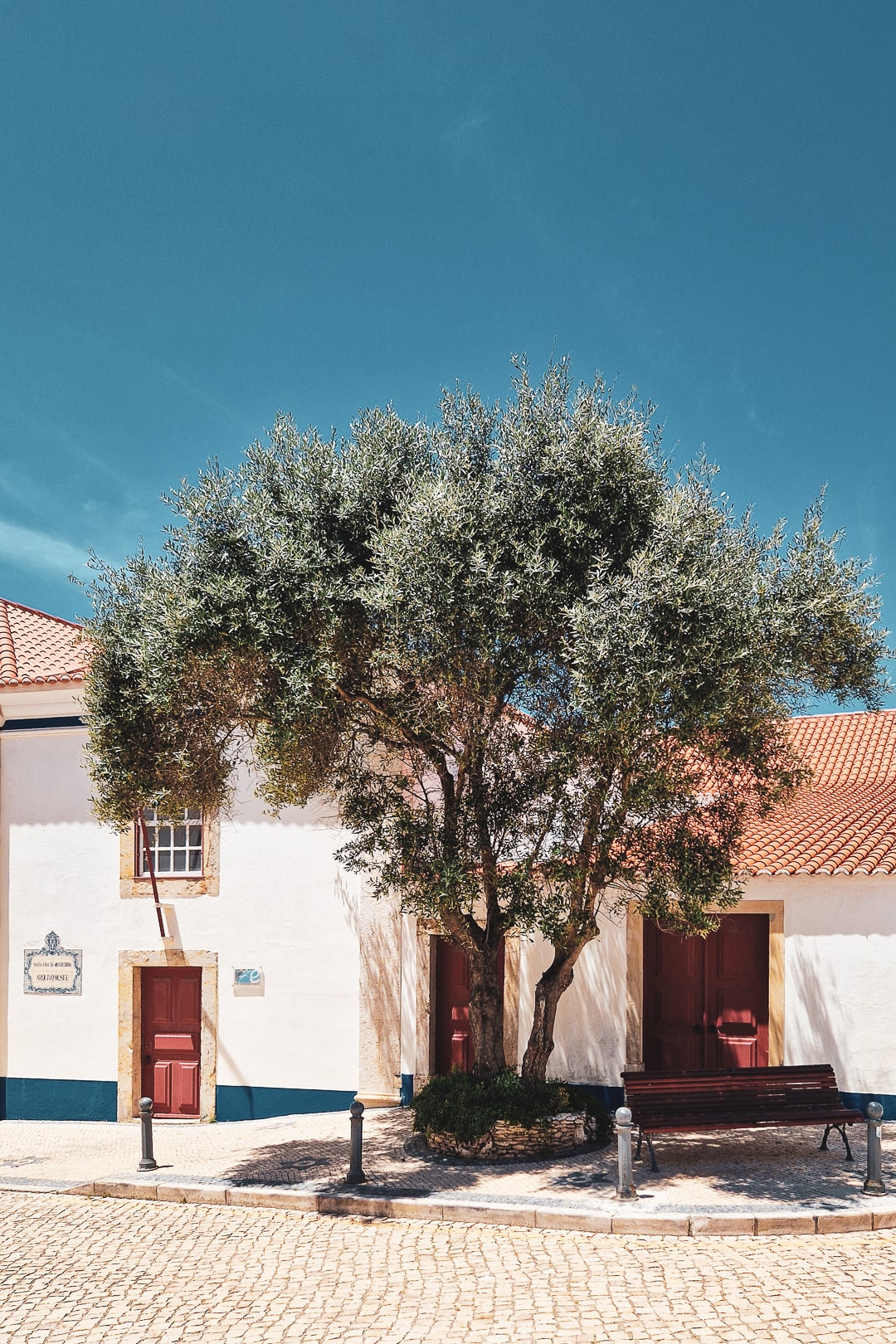 Ericeira olive tree